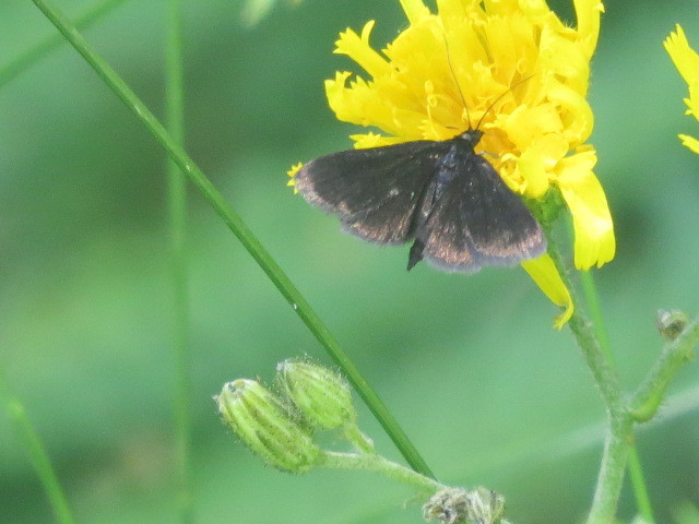 Pyrausta coracinalis