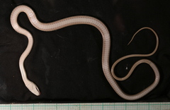 Striped Green Snake photo 4
