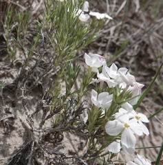 Phlox andicola