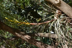 Tillandsia rodrigueziana