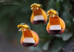 Calceolaria uniflora