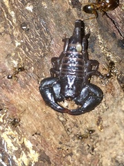 Scorpionoidea