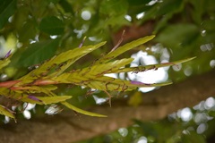 Tillandsia rodrigueziana