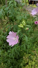 Malva moschata