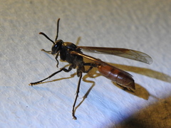 Apoica