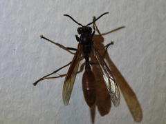 Apoica