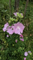 Malva moschata