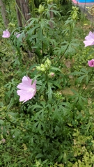 Malva moschata