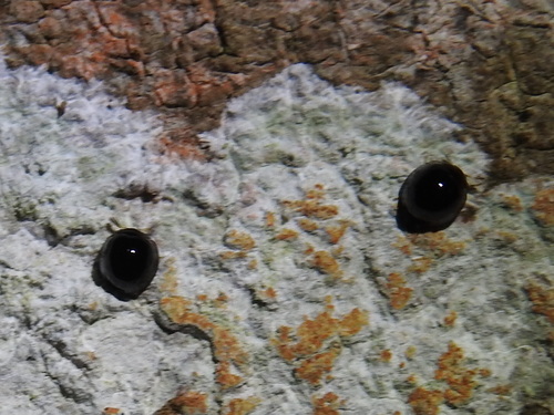 Cybocephalidae
