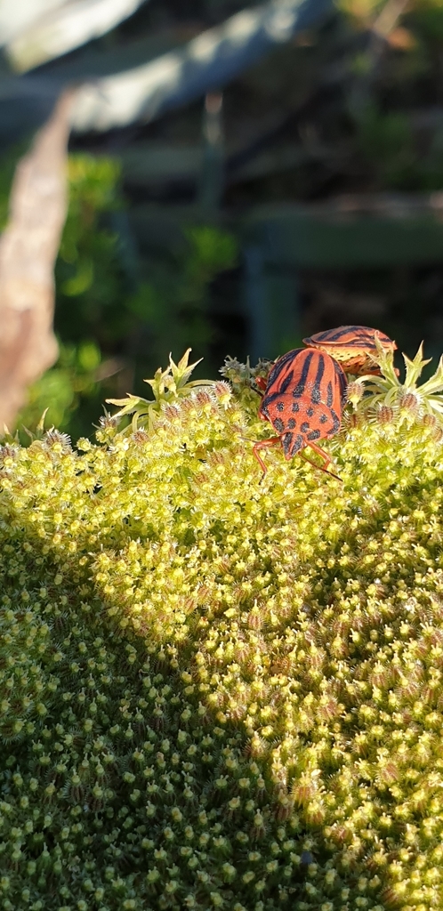 Semipunctated Shield Bug