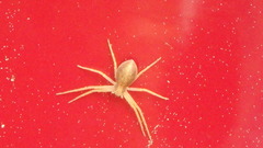 Philodromus rufus