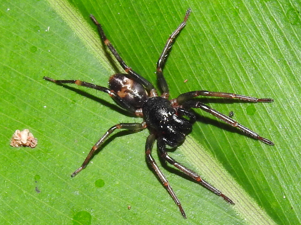 Entelegyne Spiders from Puntarenas Province, Costa Rica on June 24 ...