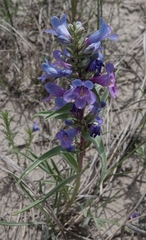 Penstemon angustifolius