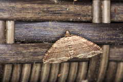 Anticlea multiferata