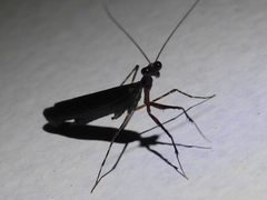 Thrinaconyx