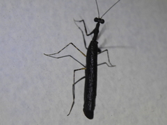 Thrinaconyx