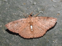Cosymbiini