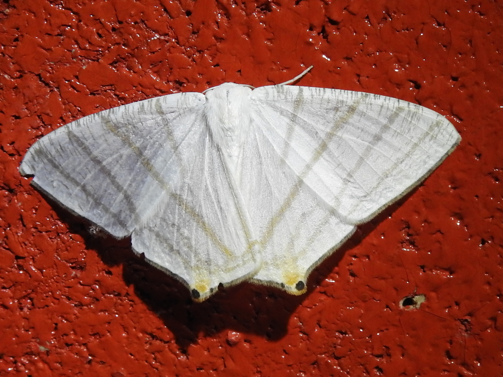 Brachurapteryx tesserata