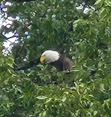Bald Eagle photographed in Tennessee