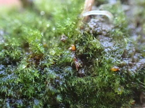 Image of Ephemerum serratum by no rights reserved