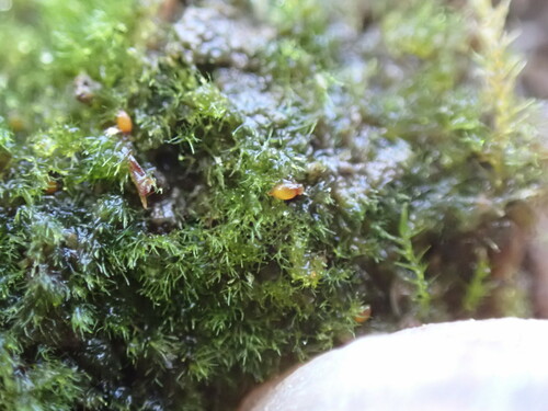 Image of Ephemerum serratum by no rights reserved