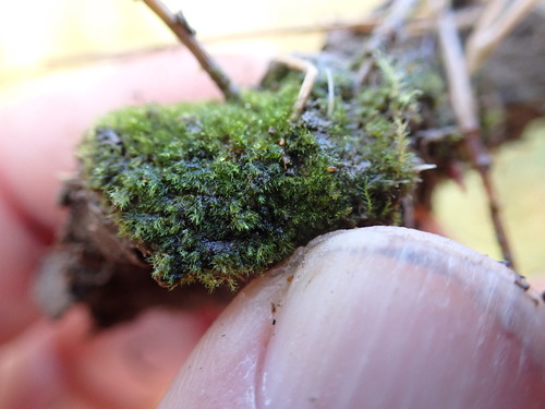 Image of Ephemerum serratum by no rights reserved