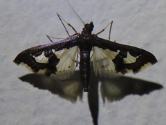 Gonocausta