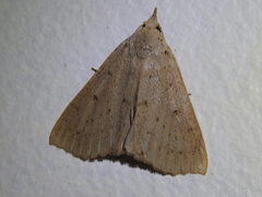 Scolecocampinae