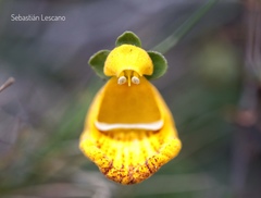 Calceolaria uniflora