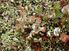 Cladonia subcariosa
