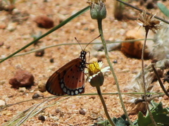 Acraea terpsicore