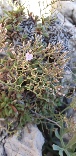 Limonium pontium