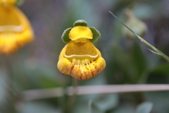 Calceolaria uniflora