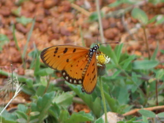 Acraea terpsicore