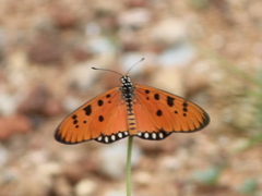 Acraea terpsicore