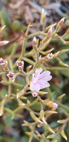 Limonium pontium
