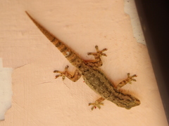 Hemidactylus frenatus
