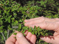 Nothofagus