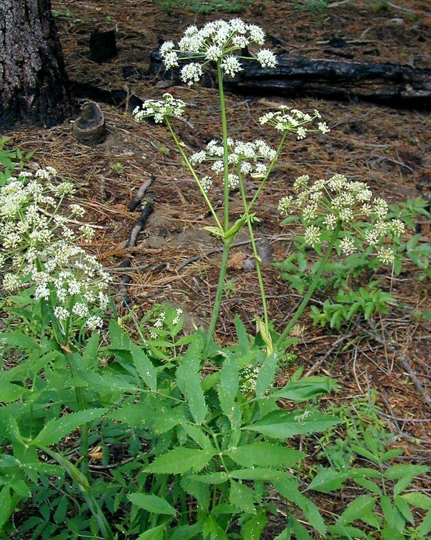 Brewer's angelica