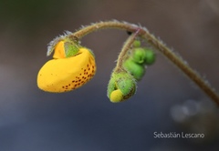 Calceolaria biflora