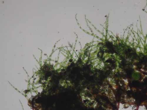 Image of Ephemerum serratum by no rights reserved