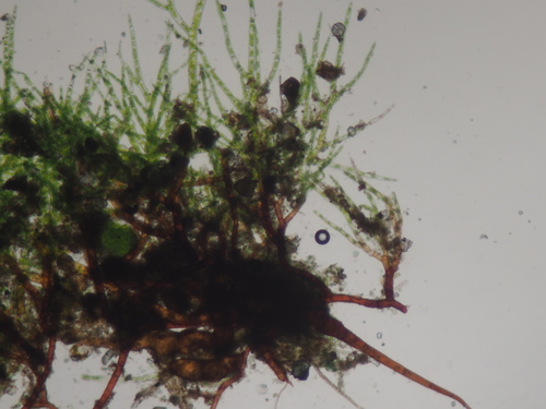 Image of Ephemerum serratum by no rights reserved