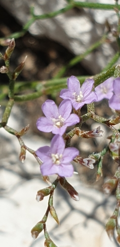 Limonium pontium