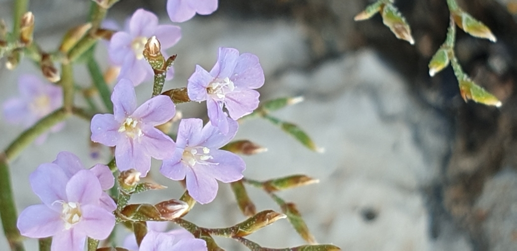 Sea lavender
