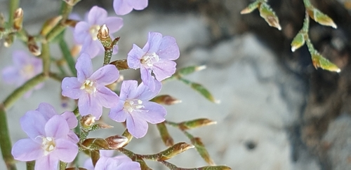 Limonium pontium
