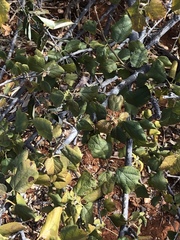Cordia monoica