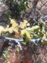 Cordia monoica