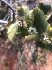 Cordia monoica