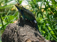 Sceloporus horridus