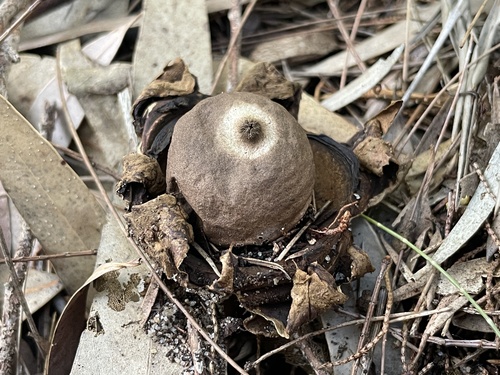 Geastrum triplex